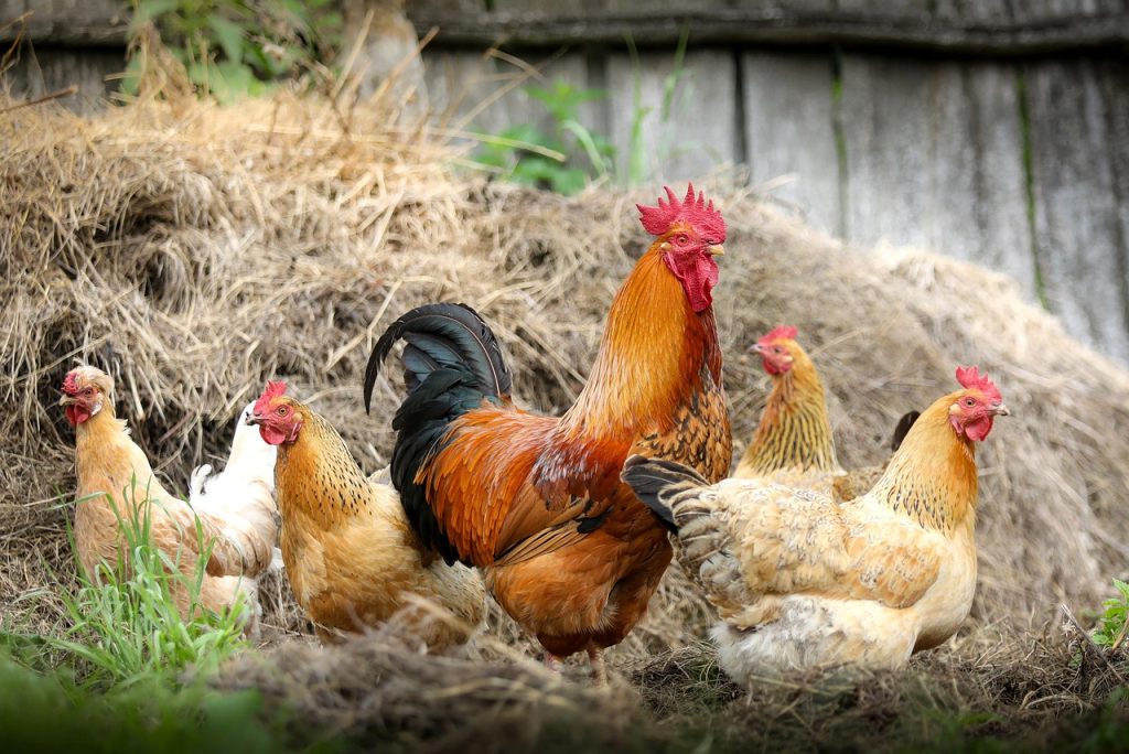 chickens, birds, poultry, rooster, hen, animals, feathers, plumage, nature, farm, village