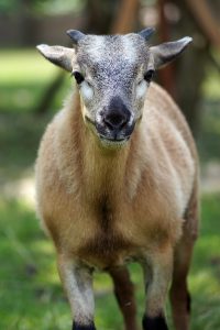 goat, cub, nature, horns, mammal, domestic goat, ruminant, animal