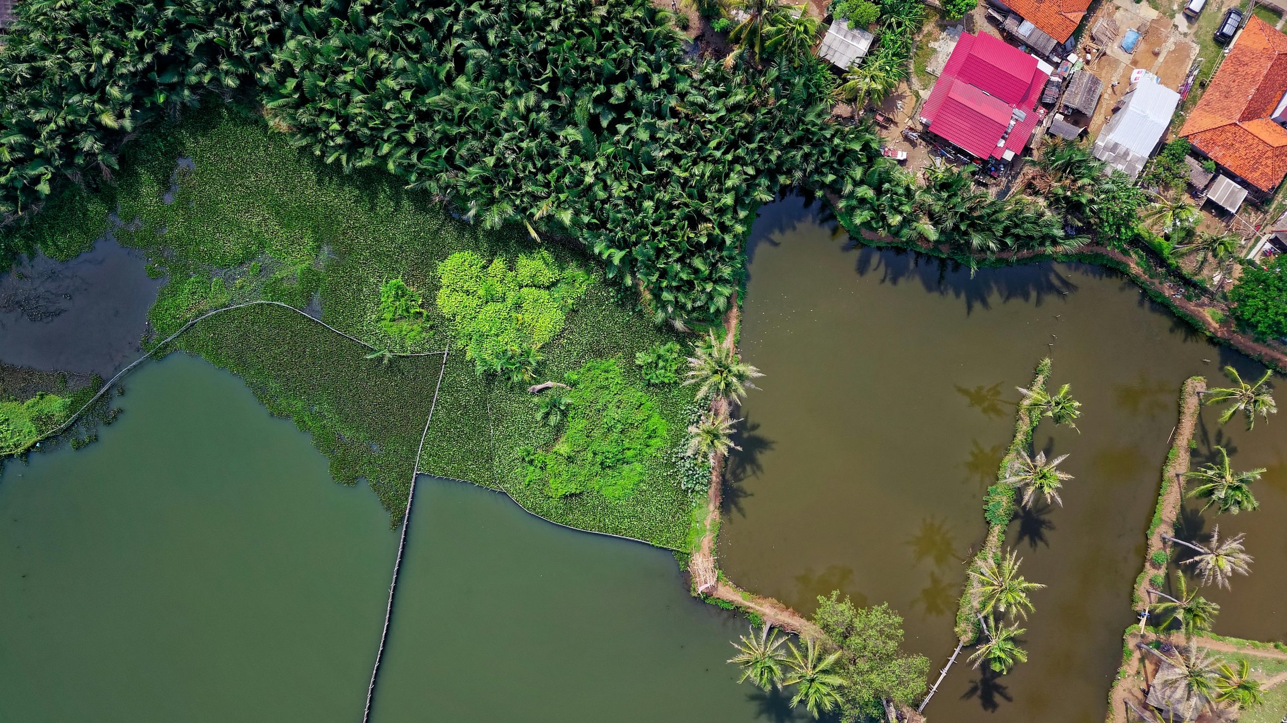 Aerial view showcasing Pakuhaji's rural landscape with palm trees and ponds in Banten, Indonesia.