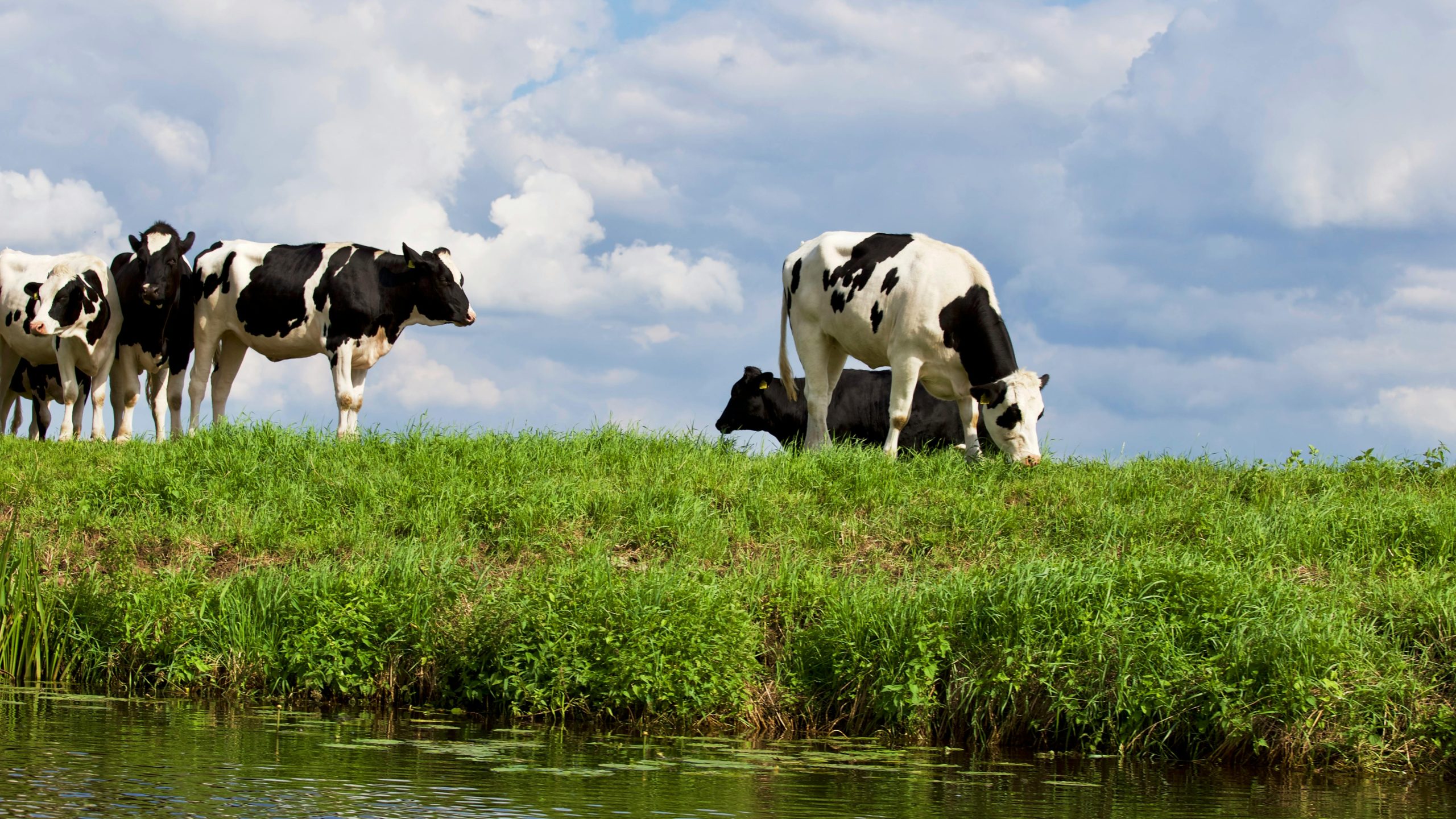 Holstein cows grazing on lush green pasture in Hardenberg, Netherlands.