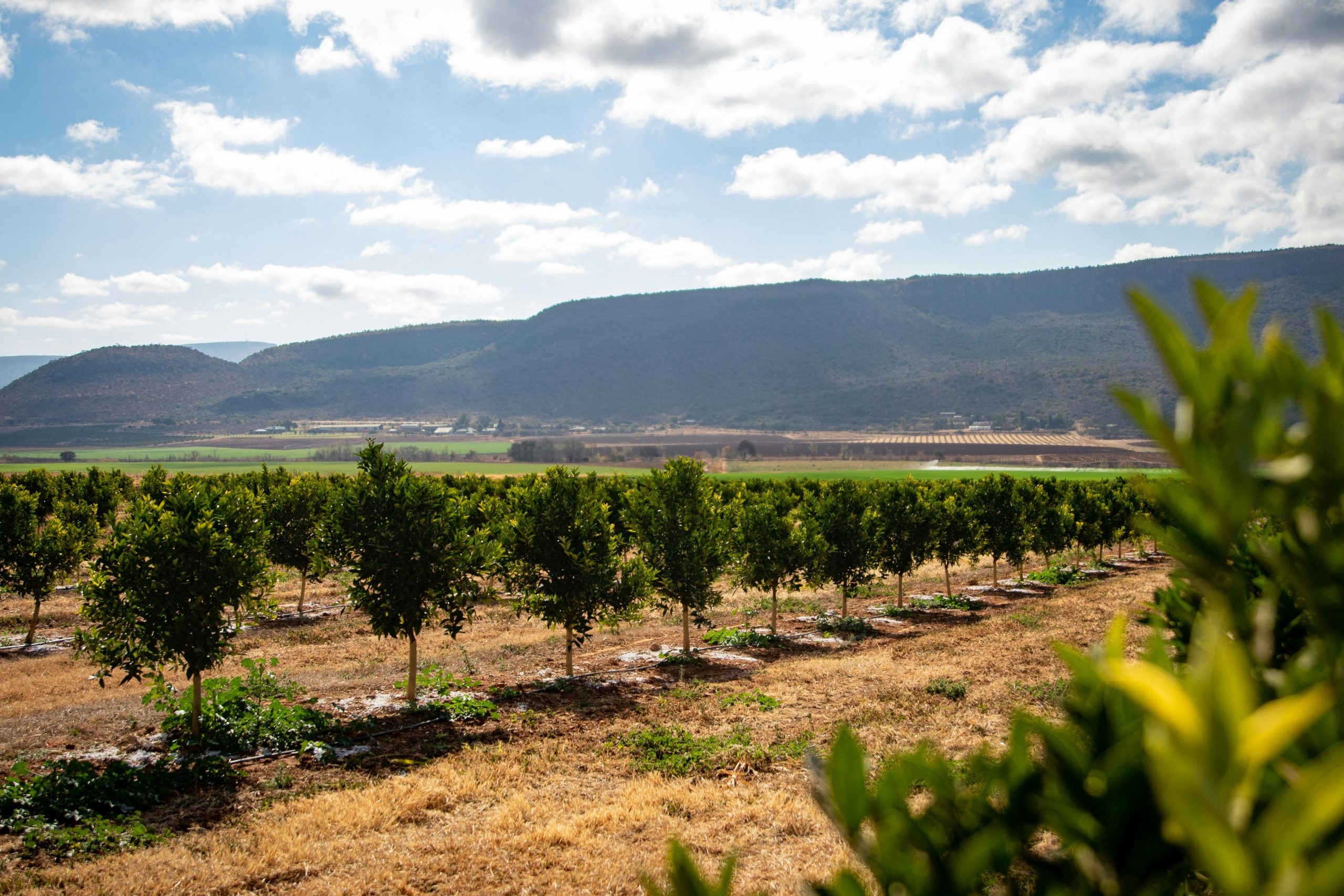 Lush orange trees under a clear sky in a picturesque rural landscape.