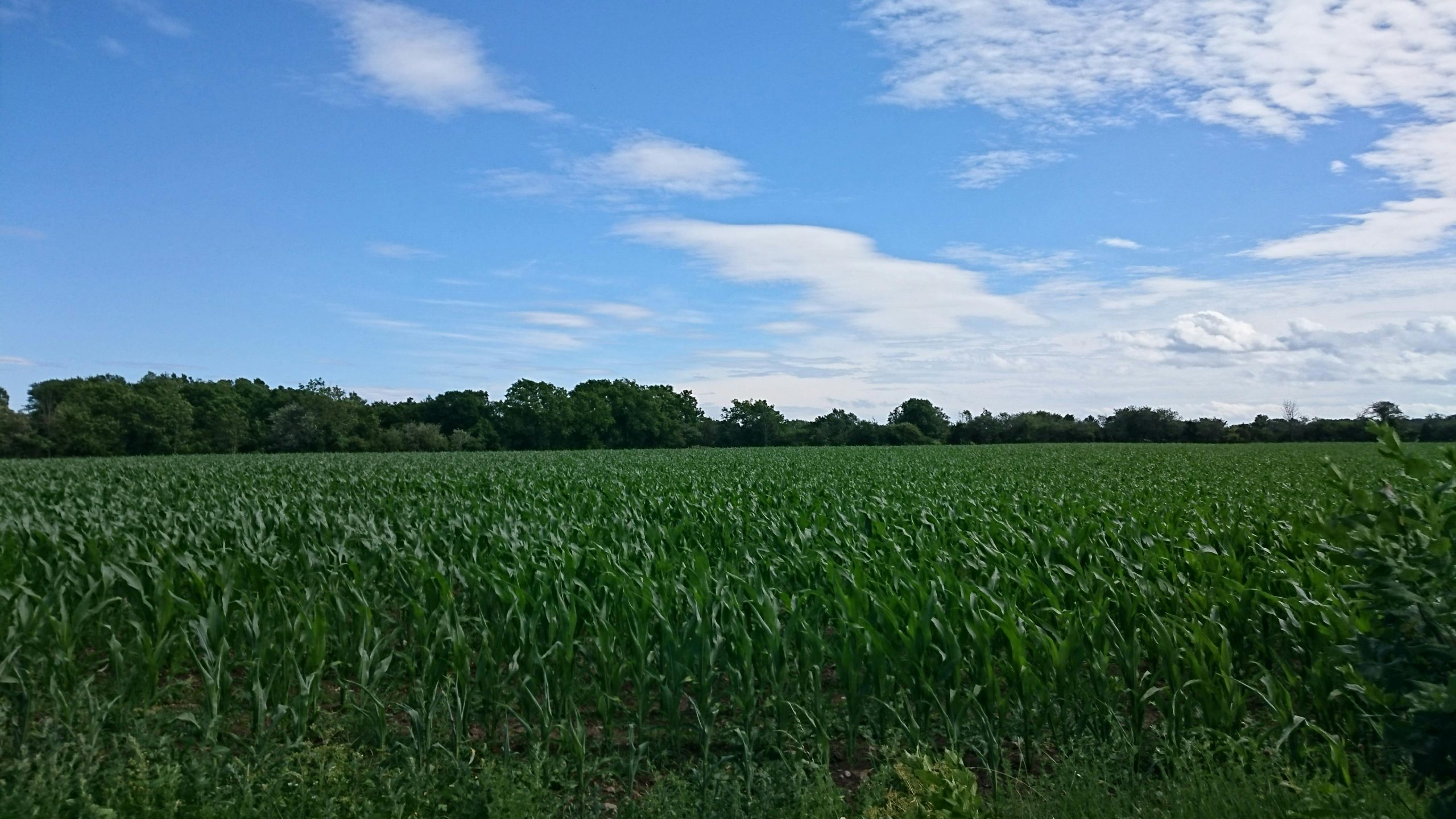 Expansive green cornfield stretching under a bright blue sky, showcasing nature's beauty.